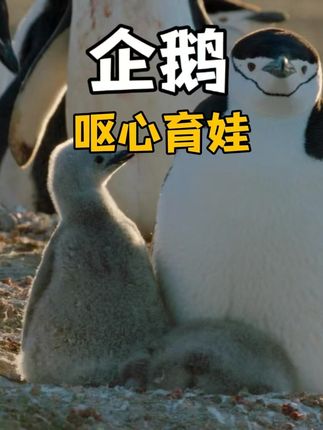 动物世界：企鹅夫妻为育幼崽历经离别与艰难，珍惜相聚时光