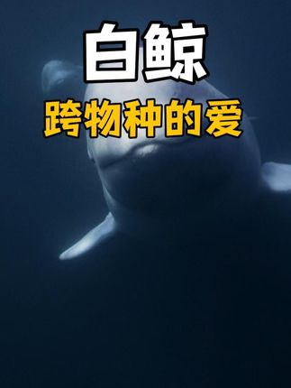 天地不仁万物有灵！独角鲸与白鲸群相遇谱写海洋生存温情故事