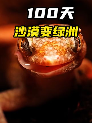 挑战100天把沙漠变绿洲，看奇妙动物们的生存与繁衍历程