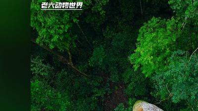 亚马逊雨林中刺豚鼠与兰花等助力，让巴西坚果树完成繁殖与果实成熟 .巴西坚果
