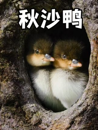 神奇大自然：秋莎鸭出生后历经从树跳下、过马路等重重生存挑战