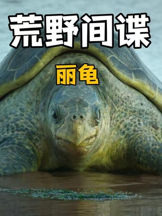 荒野间谍：跟随“间谍龟”，看丽龟孵蛋、幼龟入海的坎坷生命之旅