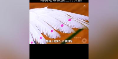 探秘羽毛球制作：从选鹅毛到严格测试，背后繁杂工艺大揭秘   .羽毛球