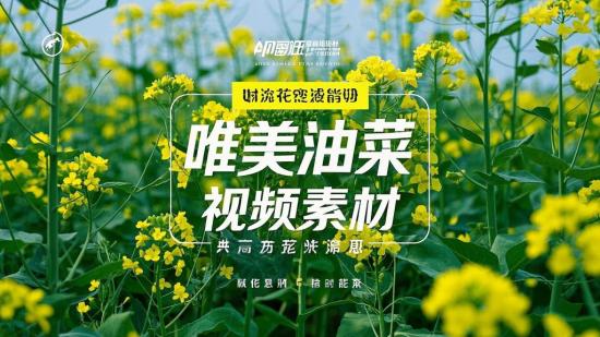 唯美油菜花高清动态视频素材