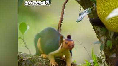 灵长类专长霸凌，狮尾猴胁迫巨松鼠找菠萝蜜后独吞成果 .菠萝蜜