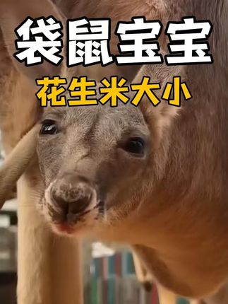 《抖音动物解说：揭秘袋鼠宝宝诞生、成长及母袋鼠繁衍的神奇历程》