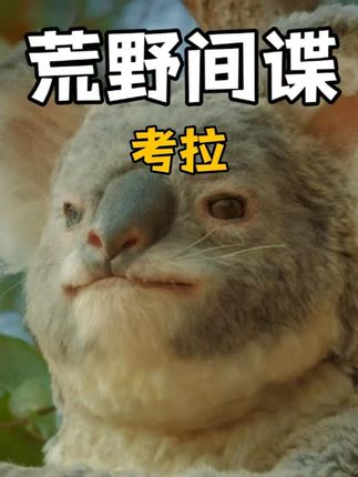 动物世界：间谍视角下考拉嗜睡习性与波折求偶过程大揭秘