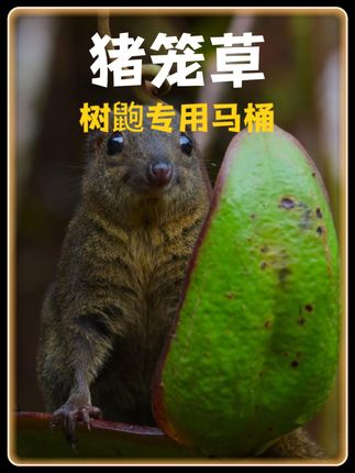 树鼩与猪笼草等的奇趣共生：独特合作、“投机”代价与多样生存