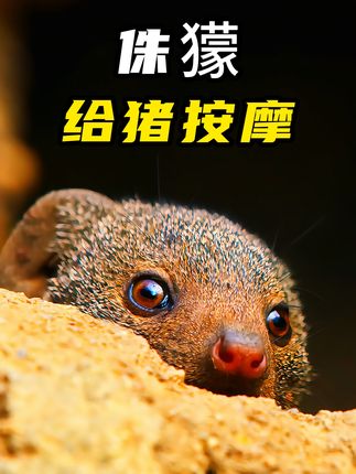 抖音解说：疣猪与侏獴的奇妙互动，演绎动物界互利共赢传奇