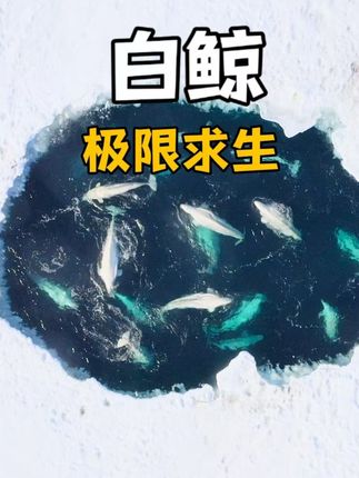 百平米冰洞困三十头白鲸五个月 终迎春破冰踏上未知之旅