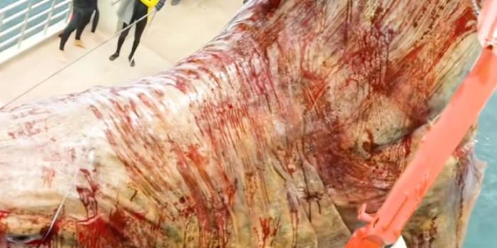 巨齿鲨被渔民钓起引发变故，船员遭袭击，仅几人坐飞艇侥幸逃生 .巨齿鲨-[原创首发]-吾爱文案网