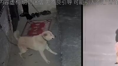 “犬无八年猫无六载”引奇事：小狗记恨、黑猫引魂，背后真相成谜 .40岁老狗为了活命吸食主人阳气