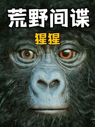 荒野间谍：生物学家借奇葩机械间谍揭秘猩猩不为人知的迷惑生活