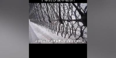 沙漠取水有奇招：从昆虫获灵感的网及“Water Seer”装置各展神通 .用塑料薄膜沙漠取水