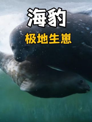 极寒之地维德尔氏海豹分娩，历经暴风雪后母子终团聚