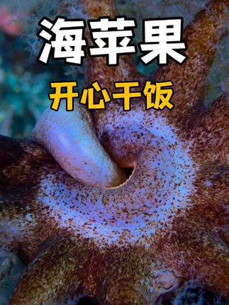 《抖音动物世界：海底世界里海苹果等抢夺海星卵的疯狂干饭时刻 》