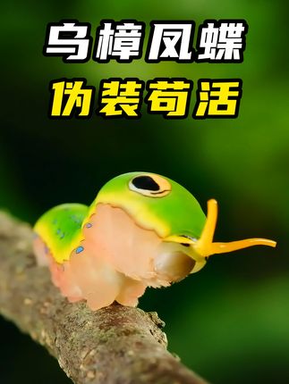 乌樟凤蝶幼虫：靠伪装躲避鸟食，上演奇妙逃生的可爱“虫生”