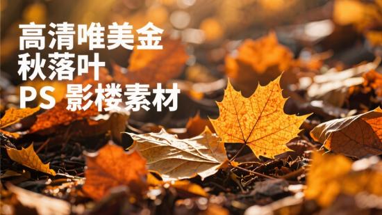 高清唯美金秋落叶PS影楼素材