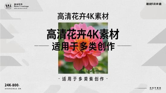 高清花卉4K素材，适用于多类创作