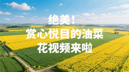 绝美！赏心悦目的油菜花视频来啦