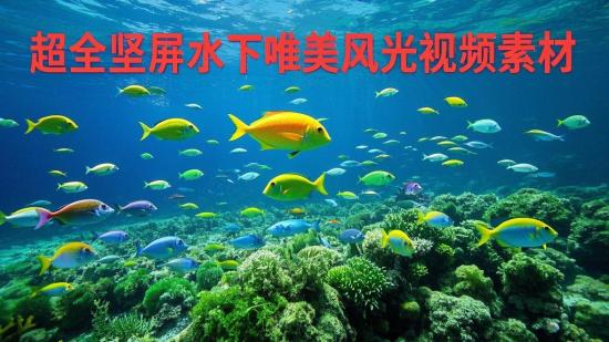 超全竖屏水下唯美风光视频素材