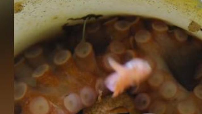 海洋中雌性苍白蛸求偶产卵守护幼崽长眠纪实