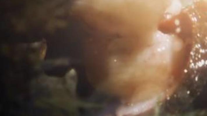 树鼩家园山竹被抢无奈迁徙 红毛猩猩野猪争食成主角