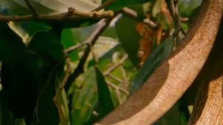 植物妈妈奇招频出助孩子远行的奇妙旅程