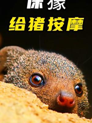 疣猪与侏獴的奇妙共生故事演绎动物界互利共赢传奇