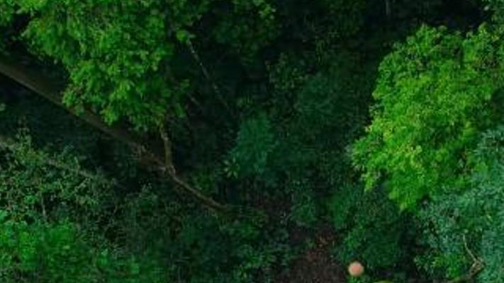 巴西坚果树与动物共生：刺豚鼠储粮坚果蜂授粉的生命循环