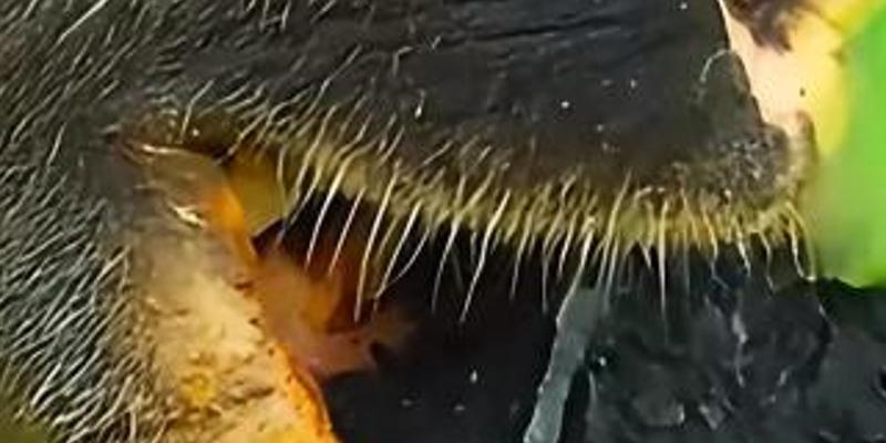 动物世界趣味行为大赏疣猴仓鼠松鸡美洲豹奇妙故事