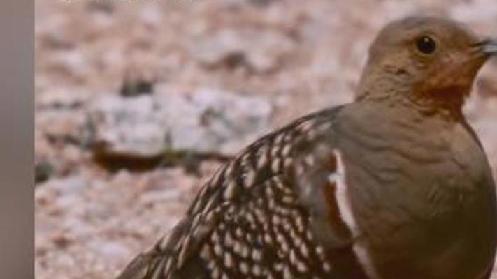 沙漠沙鸡爸爸为幼崽取水每日闯生死关的故事