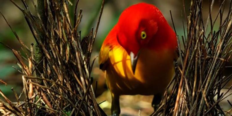 火焰园丁鸟筑巢求爱失败的舔狗爱情故事