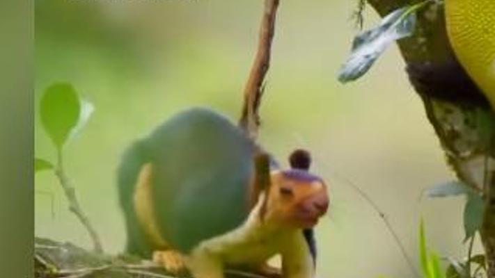 灵长类霸凌现场狮尾猴胁迫巨松鼠找菠萝蜜全记录