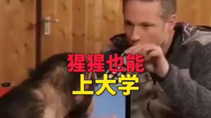 猩猩能否踏入大学校园开启学习之旅