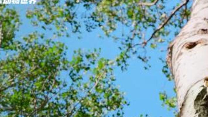 秋沙鸭宝宝从破壳到成长历经跳树过马路等生存挑战