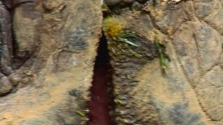 加拉帕戈斯象龟百年寿命传奇 雌龟艰难繁育之路纪实