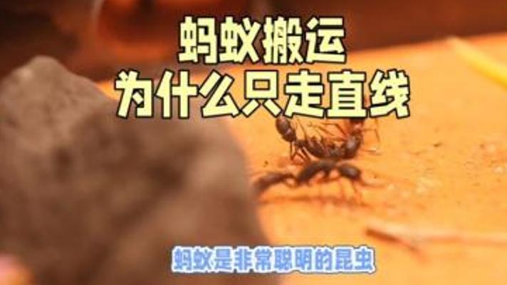 蚂蚁搬运食物为何只走直线的秘密解说故事