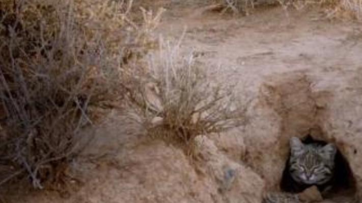 娇小黑足猫夜间勇猛捕猎为幼崽尽显温柔的生存故事