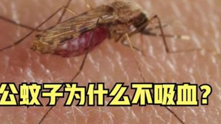 揭秘公蚊子吸血真相与背后的生存秘密