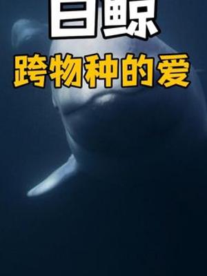 天地不仁万物有灵独角鲸与白鲸群的海洋温情故事