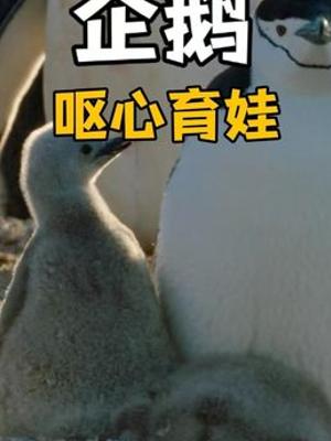企鹅夫妻育雏记：离别艰辛与相聚时光的珍贵故事