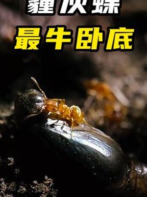 霾灰蝶冒充斗牛犬蚁养子躺平生活奇闻故事