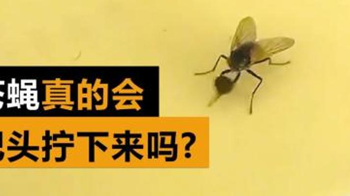 探究人类难以摆脱苍蝇背后的生存奥秘故事
