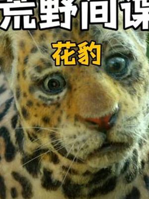 荒野机械间谍揭秘动物迷惑行为与有趣故事