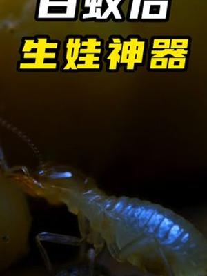 三秒生娃蚁后缔造百万臣民白蚁王国传奇故事