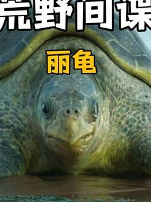 荒野间谍龟记录丽龟孵蛋与幼龟入海的生命历程