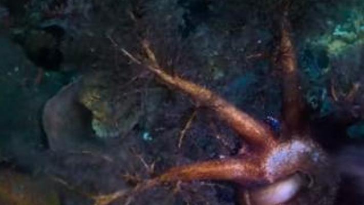 海洋大胃王！海苹果与海鳃争抢海星卵的盛宴