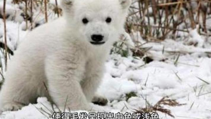 揭秘北极熊并非白色的背后奇妙科学故事