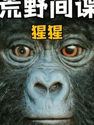 荒野间谍揭秘猩猩首领吃鼻屎的迷惑日常故事